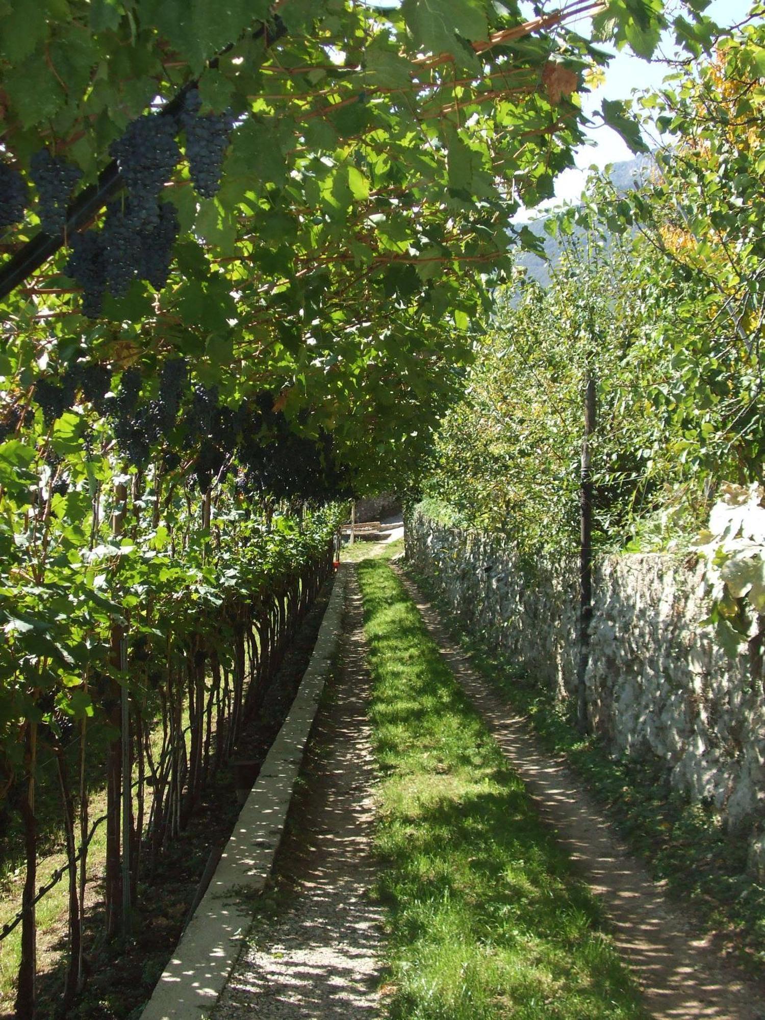 Hotel Agritur Le Pergole Villa Lagarina Zewnętrze zdjęcie